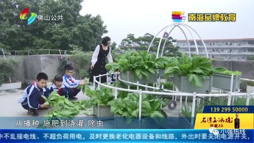 (龙与家园怎么种菜)龙与家园蘑菇人怎么抓不了？这三种方法或许能帮到你